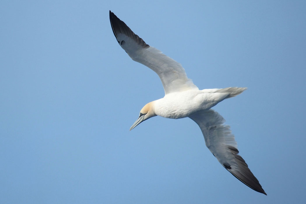 Tórshavn-Hirtshals