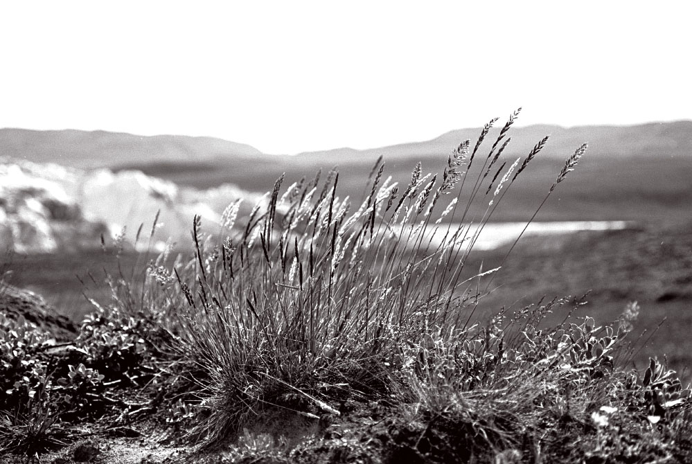 Grønland 1977
