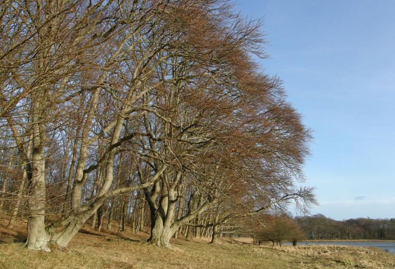 Bognæs, Roskilde Fjord