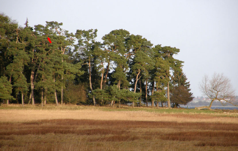 Ørnerede