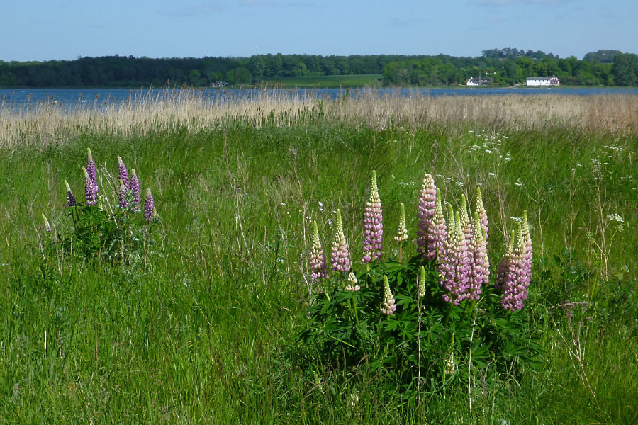 Isefjorden