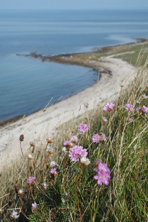 Nekselø
