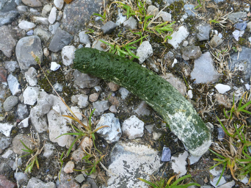 Ølejr på Lyø 2013
