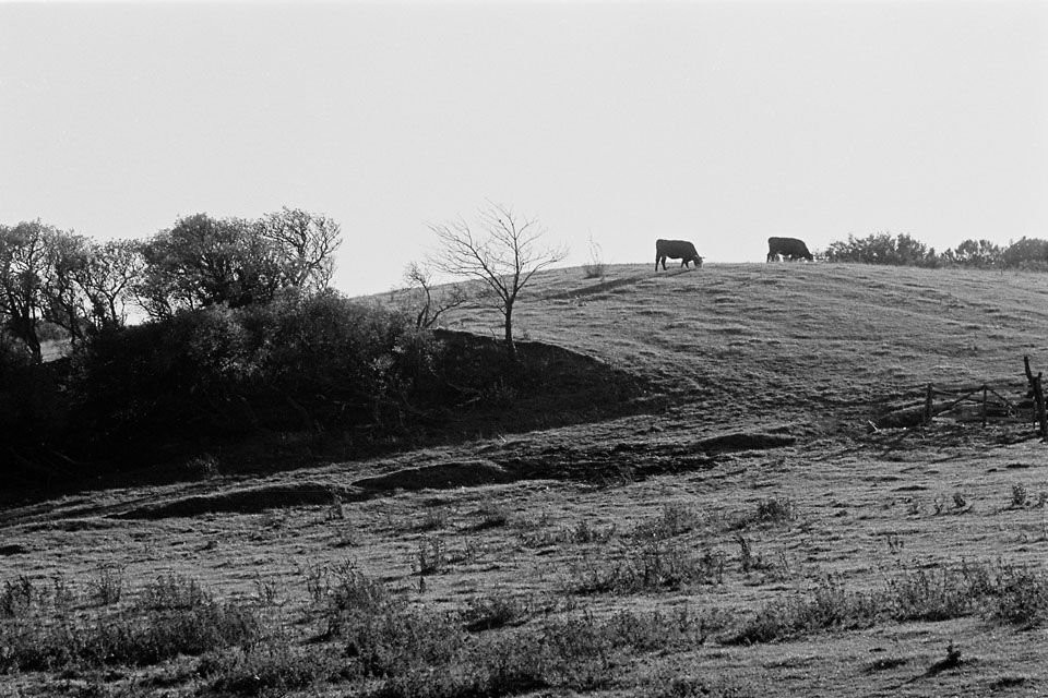 Møn 1975