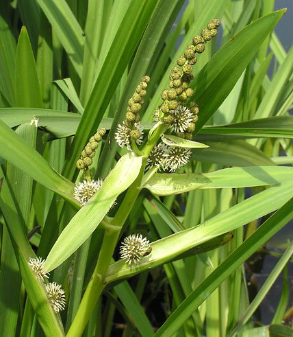 Grenet Pindsvineknop, Sparganium erectum, i Holløse bredning