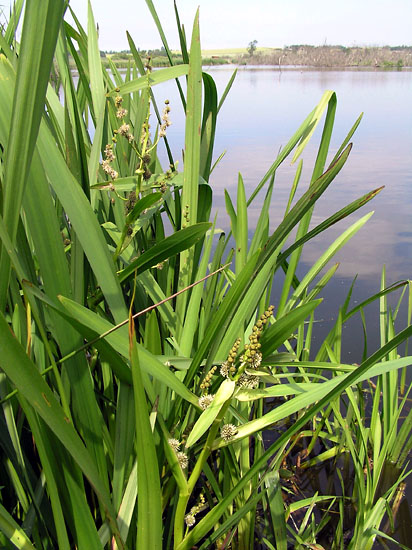 Grenet Pindsvineknop, Sparganium erectum, i Holløse bredning