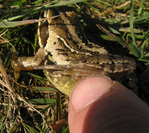 Yngleknopper