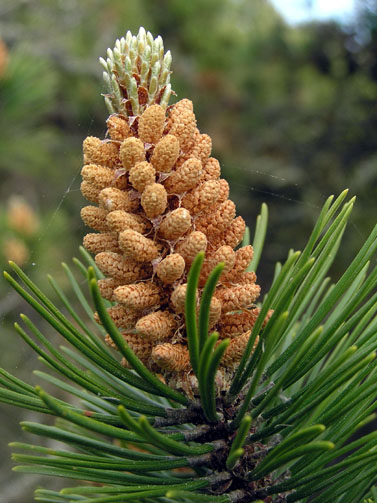 Blomstrende fyr