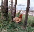 P59