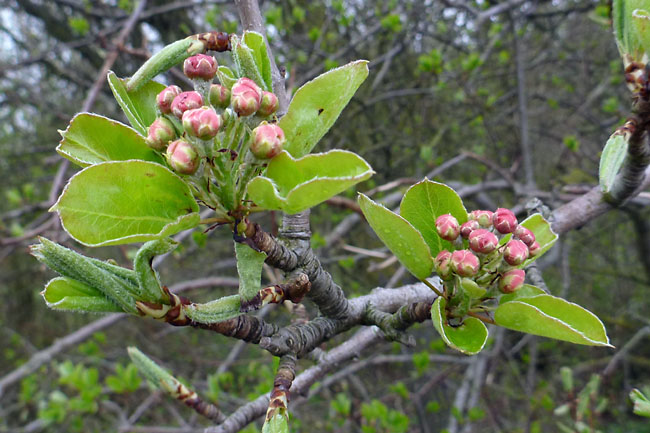 Stevns Klit Trampesti, april 2014