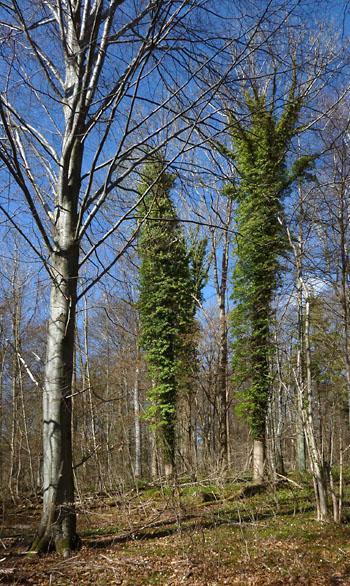 Vandring Hvalsø-Haraldsted