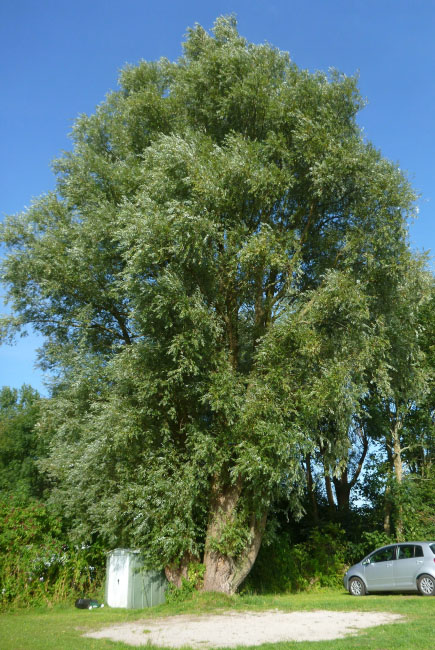 Slesvig