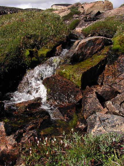 Bistorta vivipara