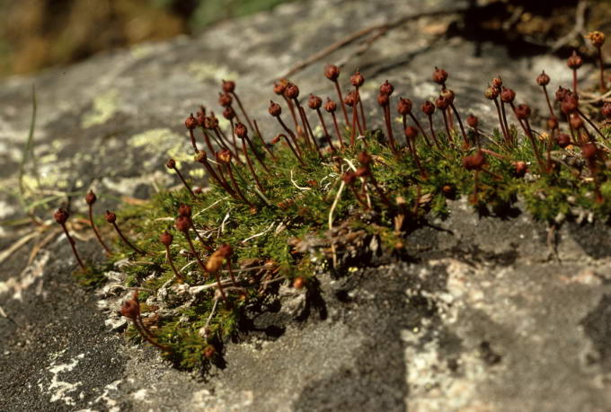 Cassiope hypnoides