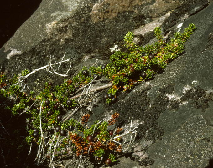 Empetrum hermaphroditum