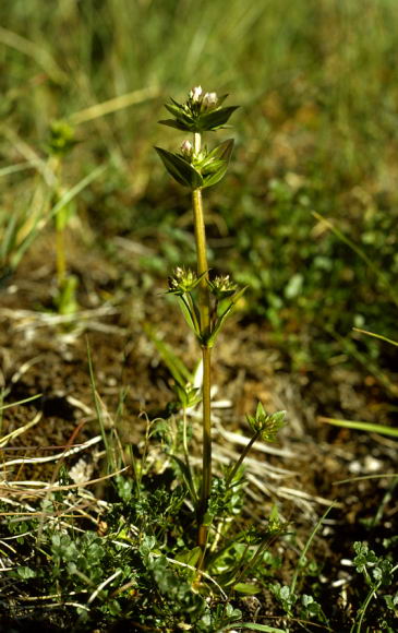 Gentianella aurea
