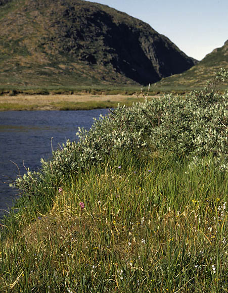 Lychnis alpina
