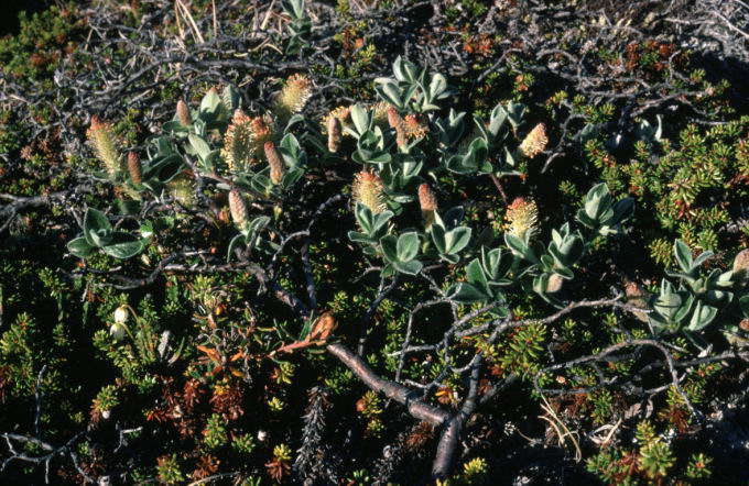 Salix glauca