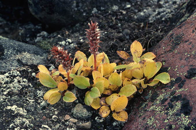Salix glauca