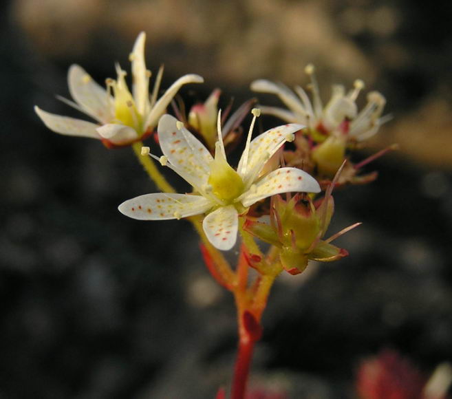 Saxifraga tricuspidata