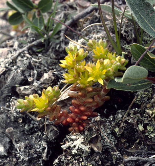 Sedum annuum