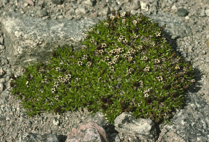 Silene acaulis