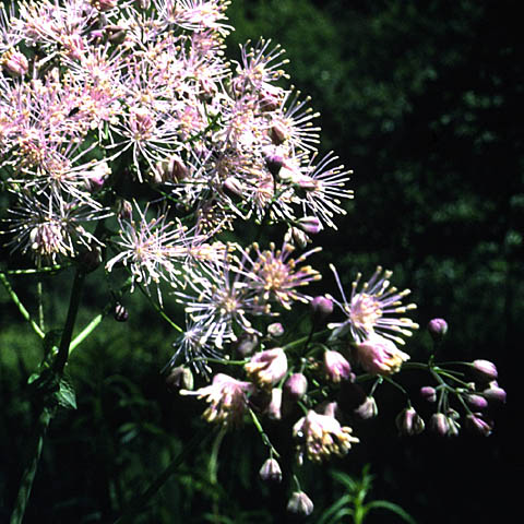 Thalictrum aquilegiifolium