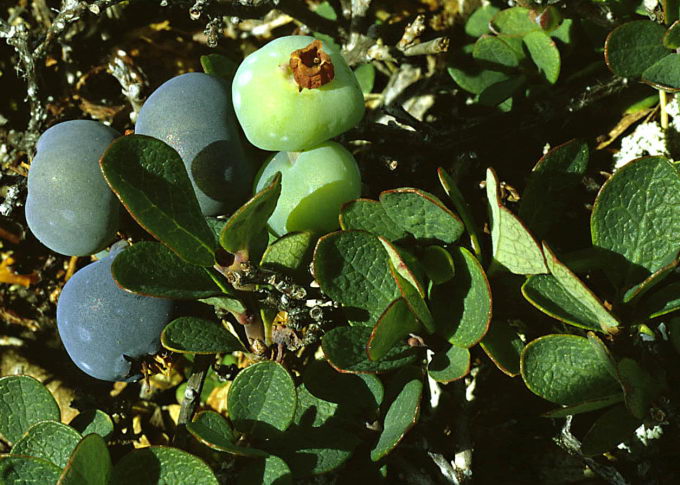 Vaccinium uliginosum