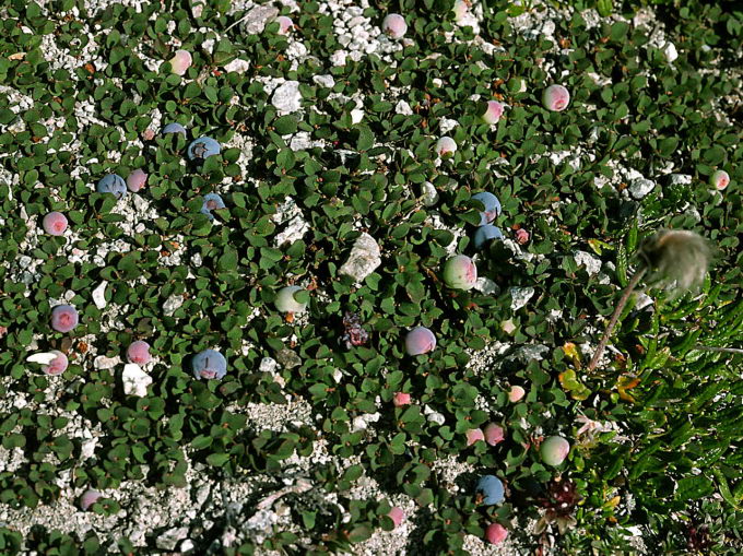 Vaccinium uliginosum