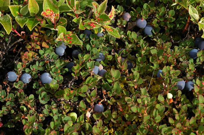 Vaccinium uliginosum