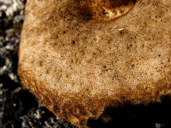 Agaricales