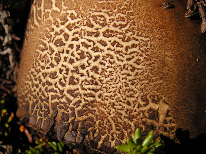 Agaricales