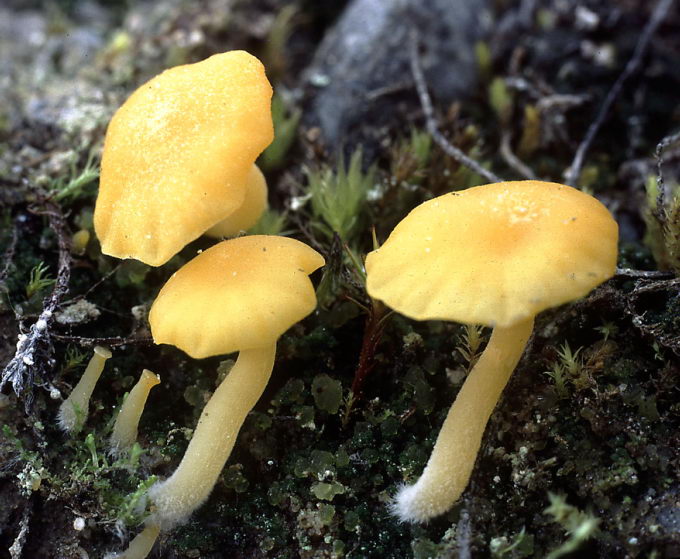 Agaricales