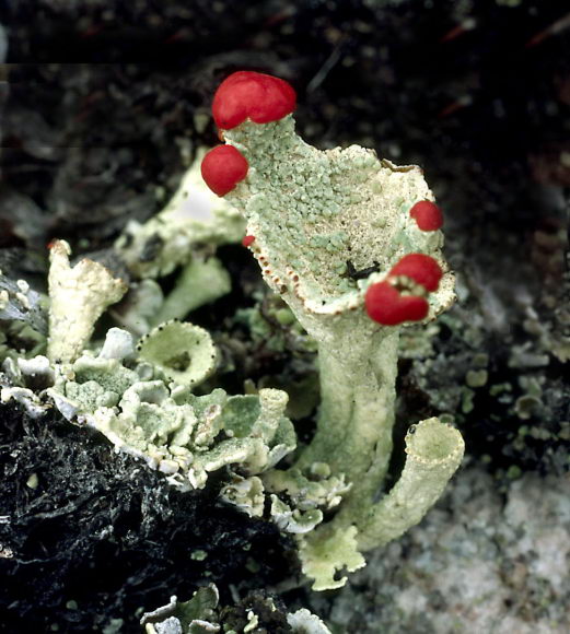 Mycophycophyta