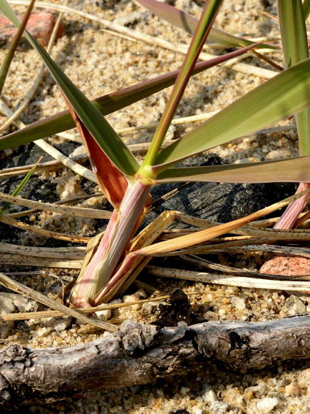 Elymus arenarius ssp. mollis