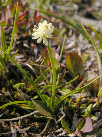 Tofieldia pusilla