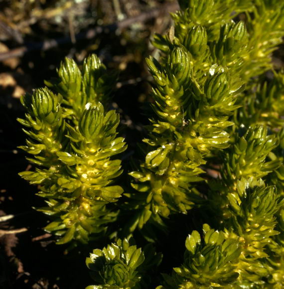 Huperzia selago