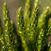 Selaginella selaginoides