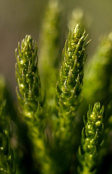 Selaginella selaginoides