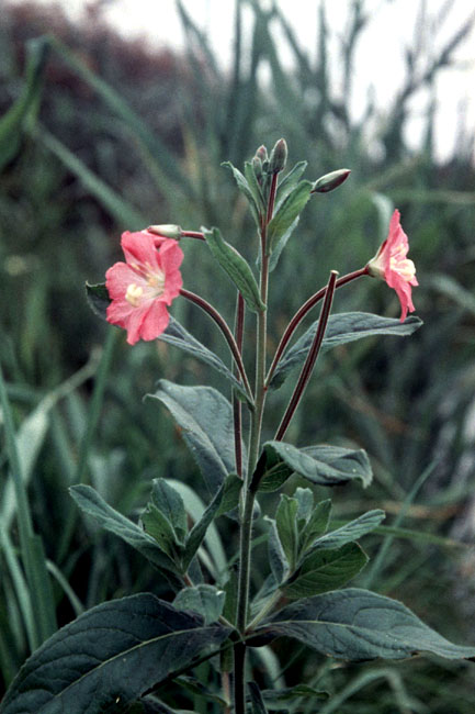 Sejlerminder 1968-69