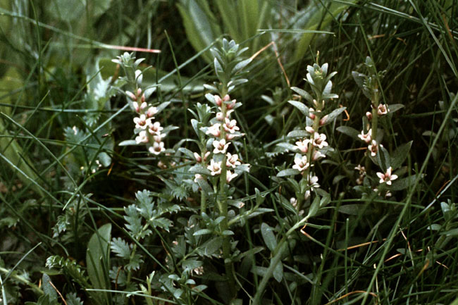 Sejlerminder 1971