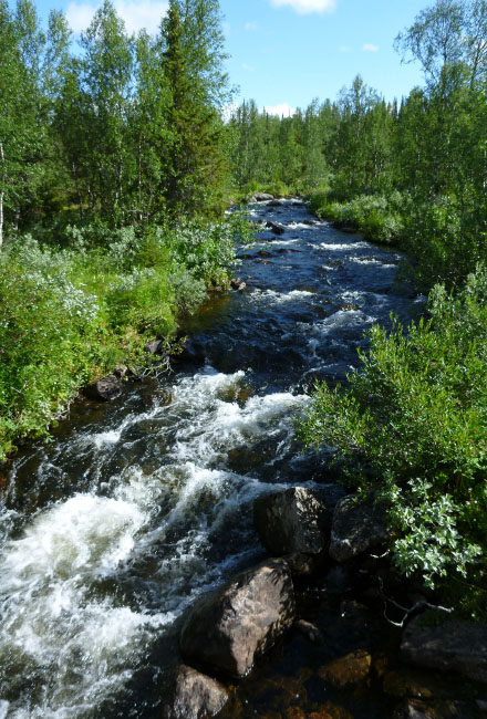 Sarek