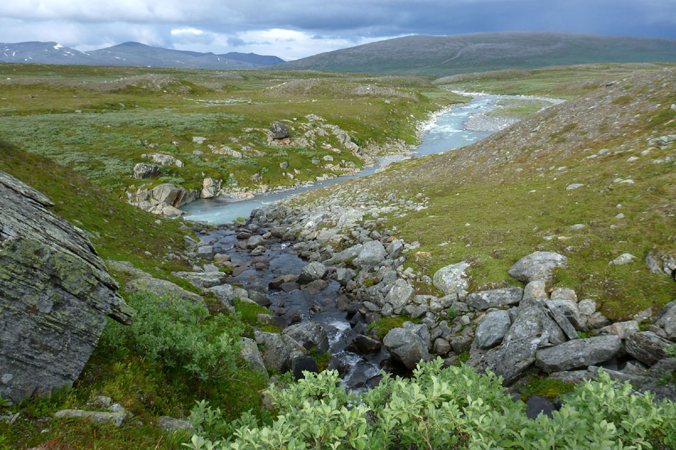 Sarek