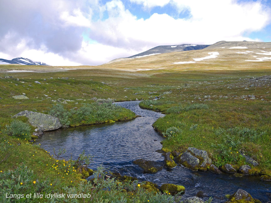 Sarek