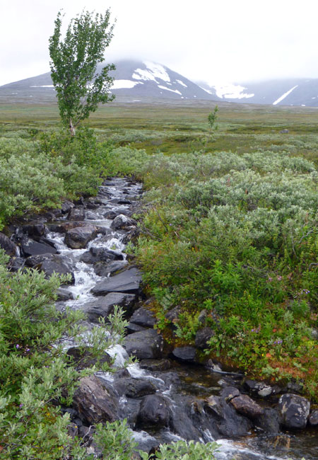 Sarek