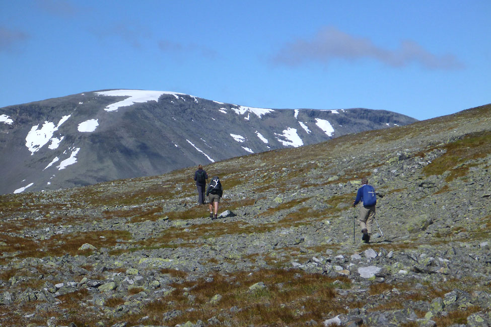 Sarek