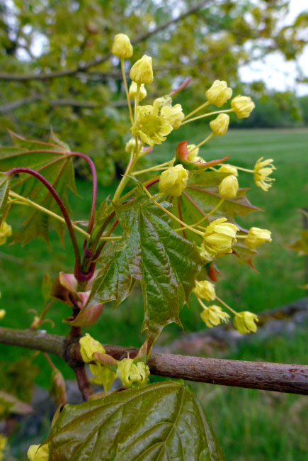 Hallandsåsen maj 2014