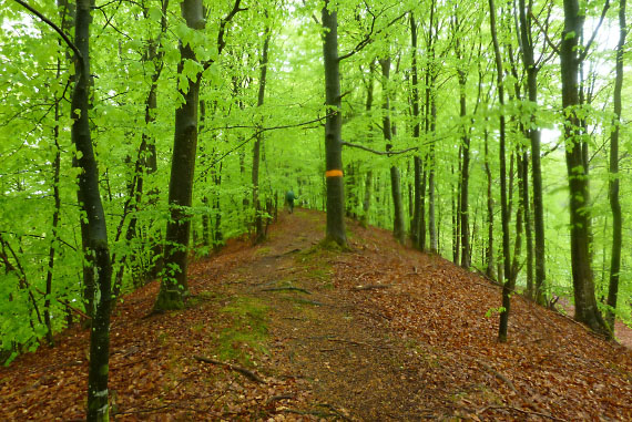 Hallandsåsen maj 2014