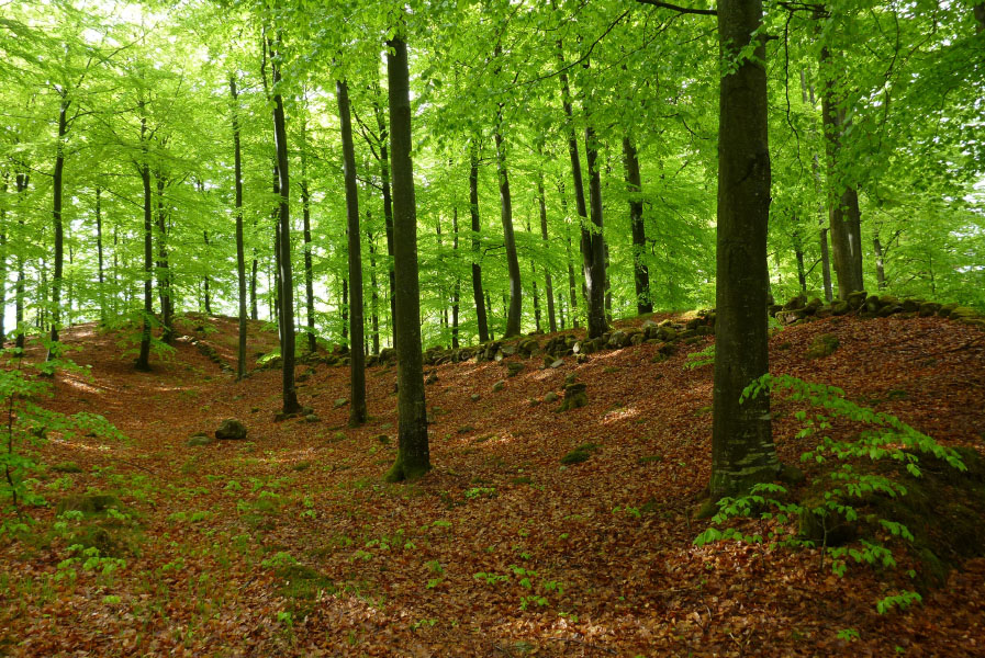 Hallandsåsen maj 2014