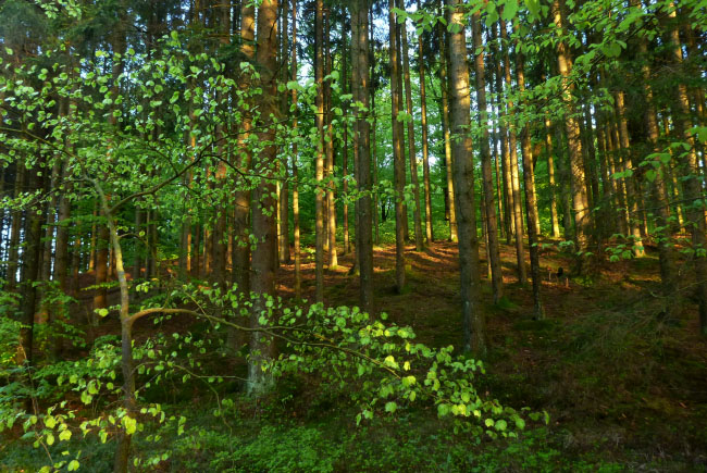 Hallandsåsen maj 2014